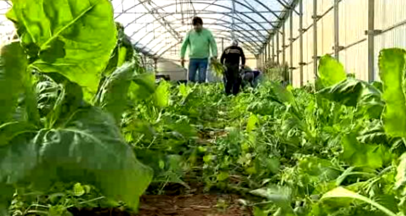 Retrato da agricultura portuguesa