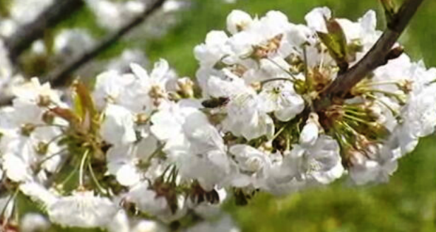 Produção de cereja em Câmara de Lobos