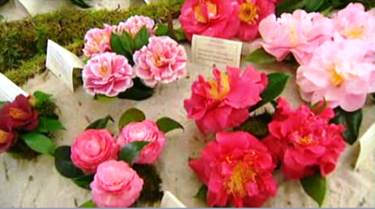 Exposição de camélias nas Furnas