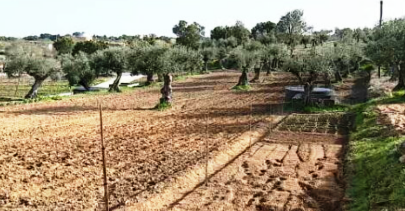 Quinta da Dança Estival