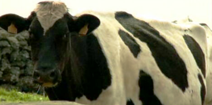 Comissão para o leite de São Jorge