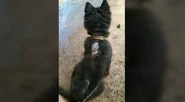 Criador de cães condenado