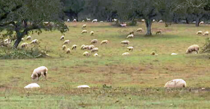 Furto de gado no Alentejo
