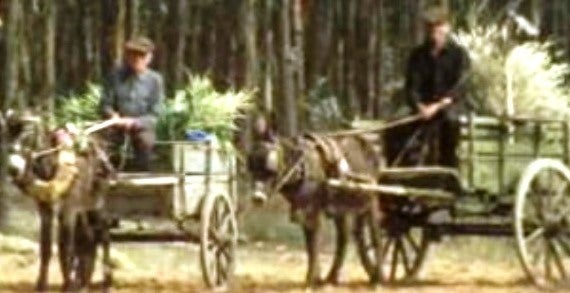 Os Jogos da Borda D´Água VII