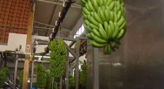 Comercialização de bananas