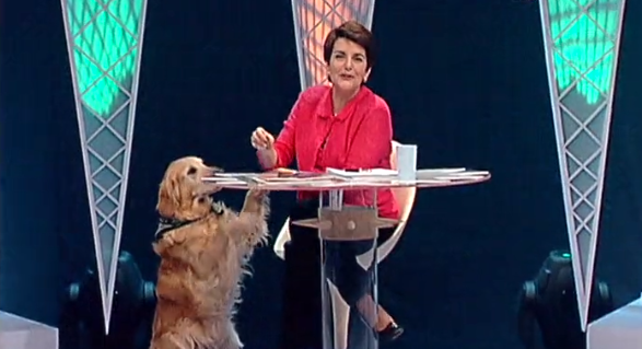 Animais Domésticos – Parte I