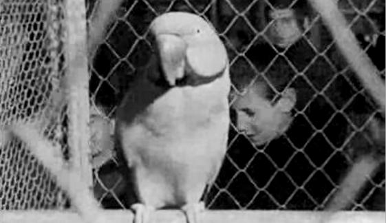 Exposição de Aves na FIL