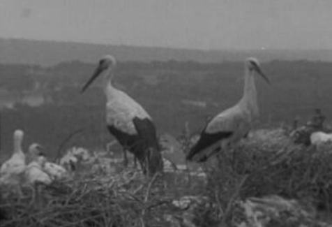 As Cegonhas do Castelo