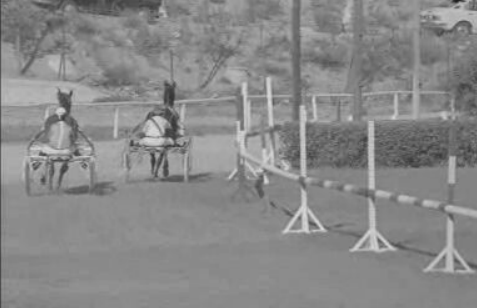 Jornadas de Outono em Hipismo