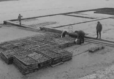 Exportação de ostras portuguesas