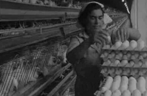 Produção excedentária de ovos