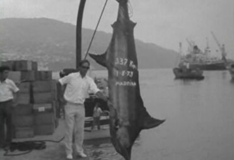 Pesca desportiva na Ilha da Madeira