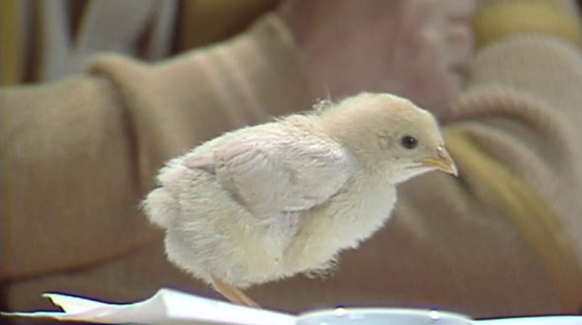 Badarosíssimo – Parte I