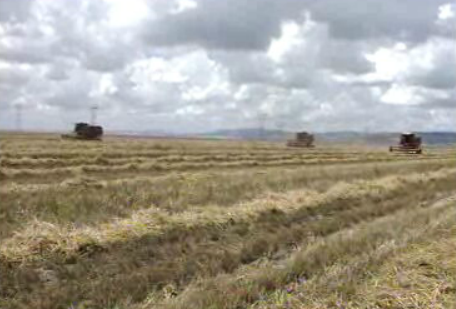 Estudo sobre crise agrícola