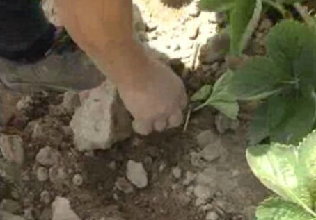 Rendimento dos agricultores