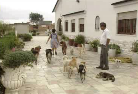 Multas por mau trato a animais