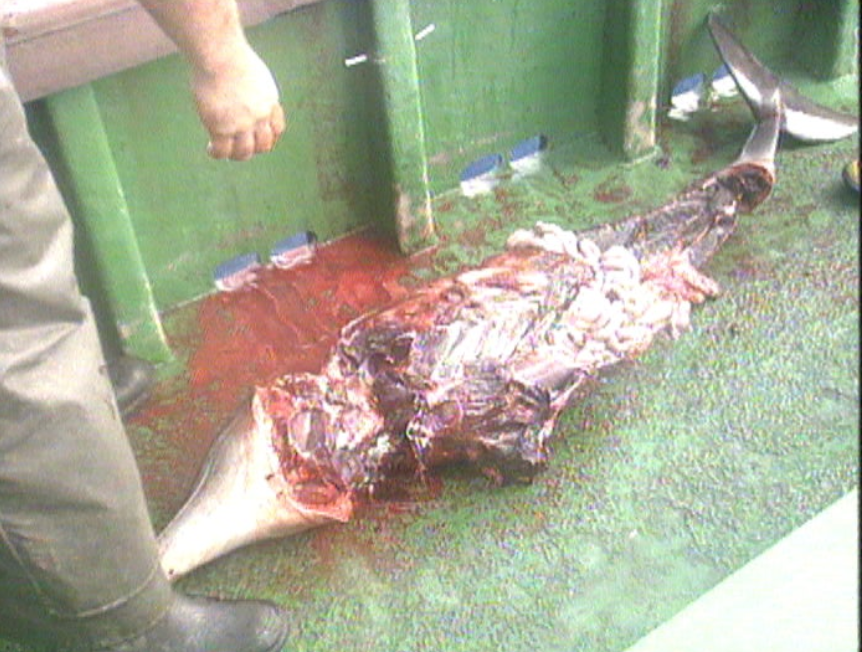 Jornalistas respondem a acusações dos pescadores