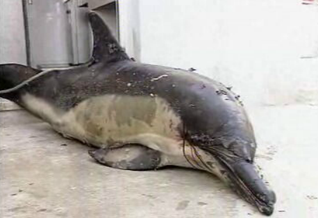 Golfinho descoberto num armazém