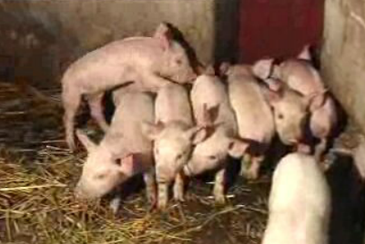 Proibição de carne de porco