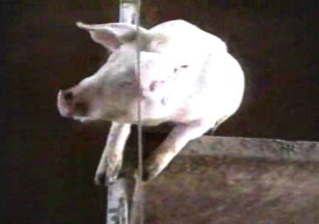 Suinicultura Portuguesa