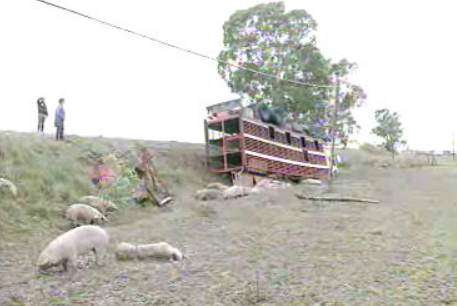 Crise na suinicultura