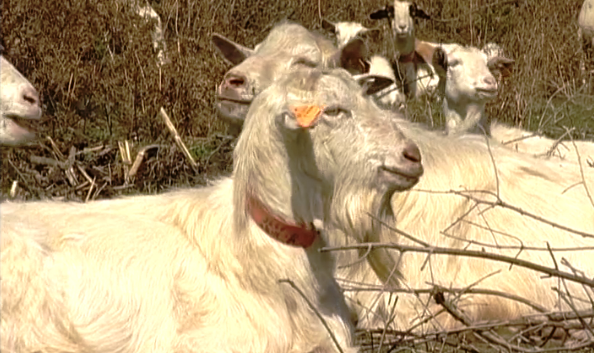 Vila Nova de Poiares – Chanfana