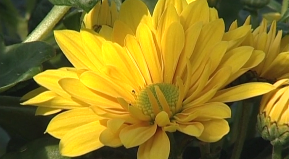 Expoflor: Flores Comestíveis