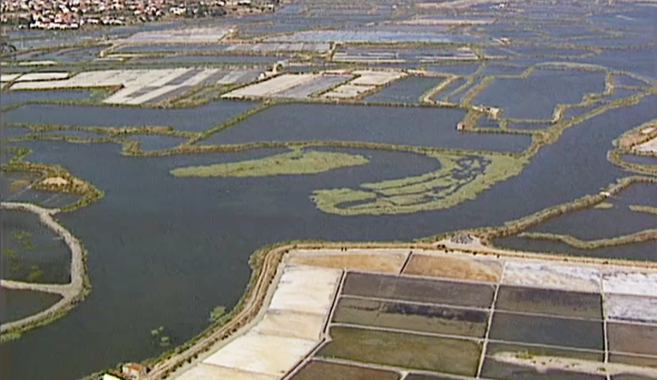 Setúbal: O Peixe e as Ostras do Sado