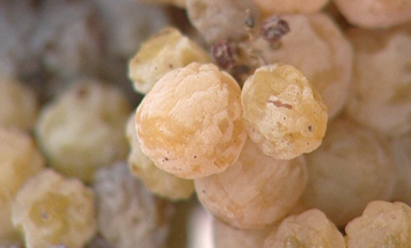 Gastronomias de Portugal