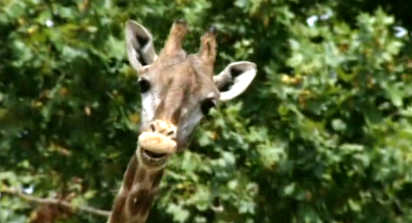 Alta Voltagem – Parte II