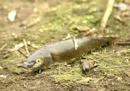 Peixes mortos no Rio Alviela