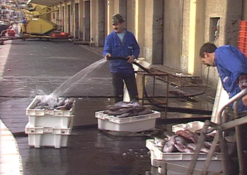 Qualidade do peixe em Portugal