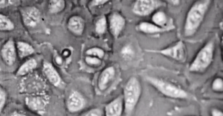 A Reprodução dos Mamíferos