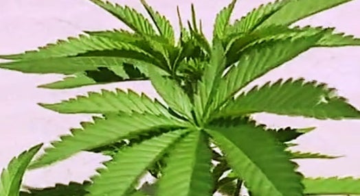 Canabis, a Planta Medicinal