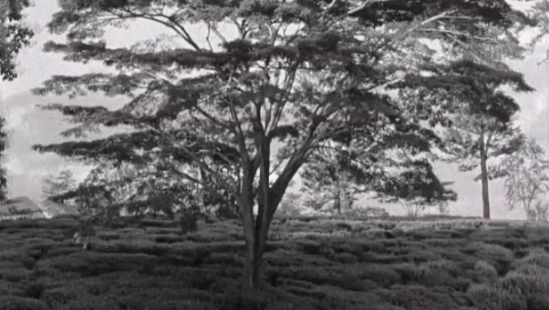 Miguel Gomes e Luís Urbano