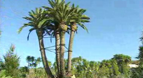 Palmeira para a Expo 98