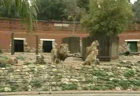 Apelo do Jardim Zoológico
