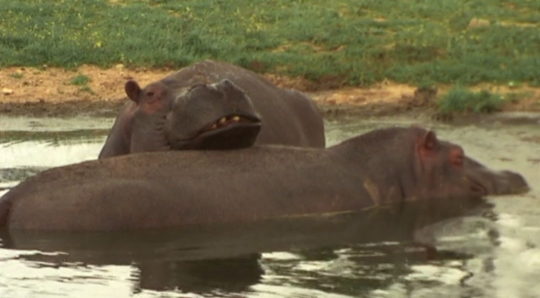 O Hipopótamo