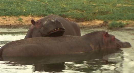 O Hipopótamo