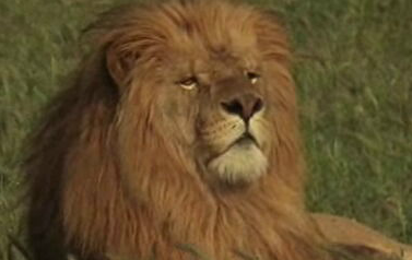 O Leão