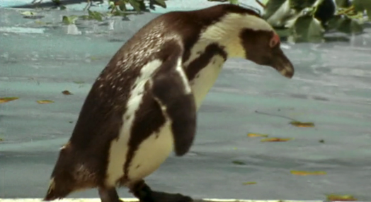 O Pinguim