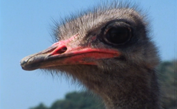 A Avestruz