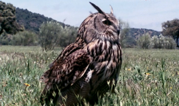 Aves de Rapina: o Falcão e o Mocho