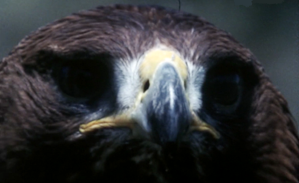 Aves de Rapina: Águias e Bútios