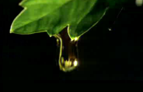 VII Campanha Europeia de Promoção do Consumo do Azeite