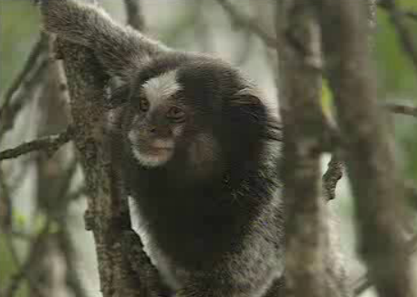 Comemorações dos 500 anos do Descobrimento do Brasil