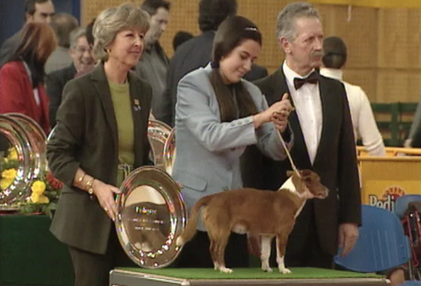 Concurso de beleza animal