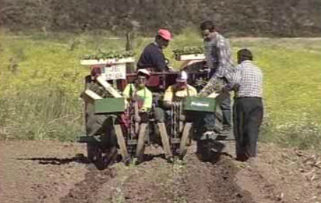 Bactéria ameaça colheitas