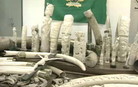 Apreensão de marfim em Leixões