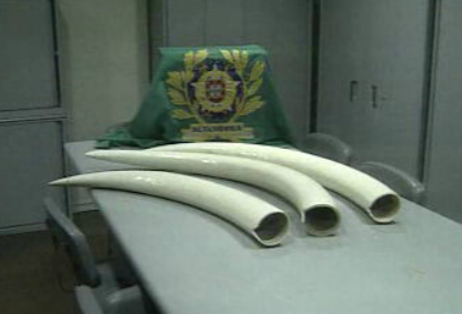 Apreensão de marfim no Porto